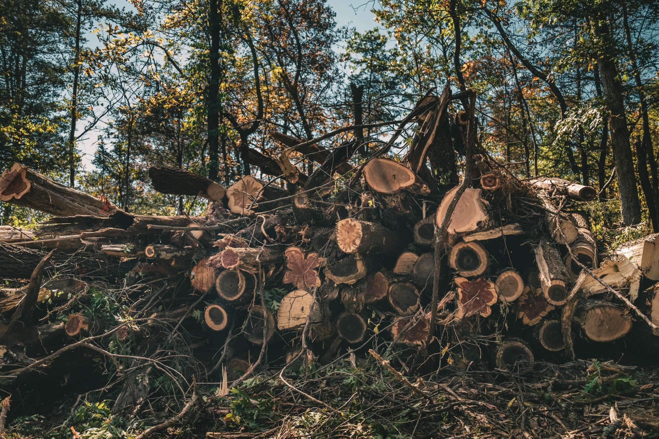 A large pile of cut logs sits in a forest clearing.