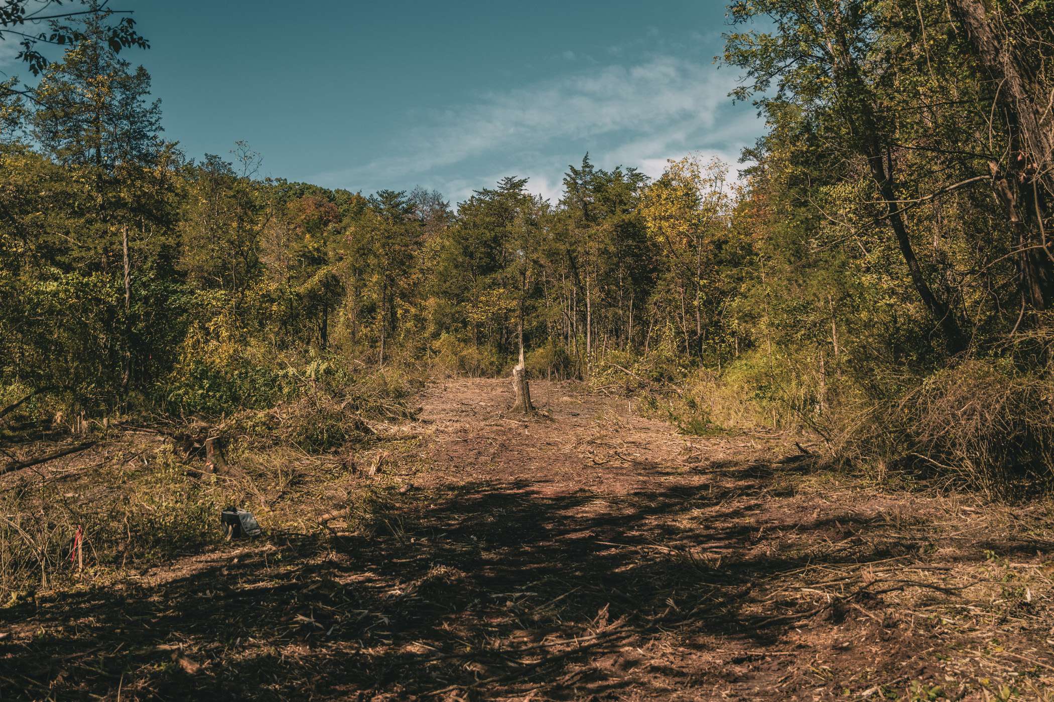 A recently cleared forest path winds through a dense woodland.