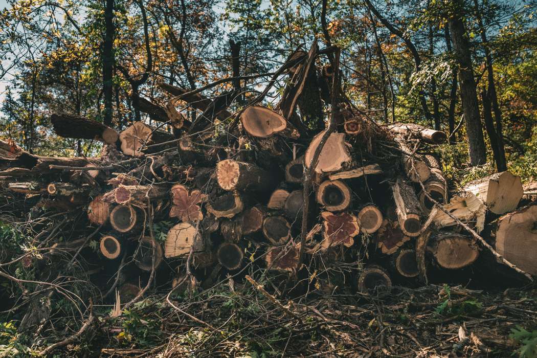 A pile of cut logs and branches sits amongst trees in a forest.