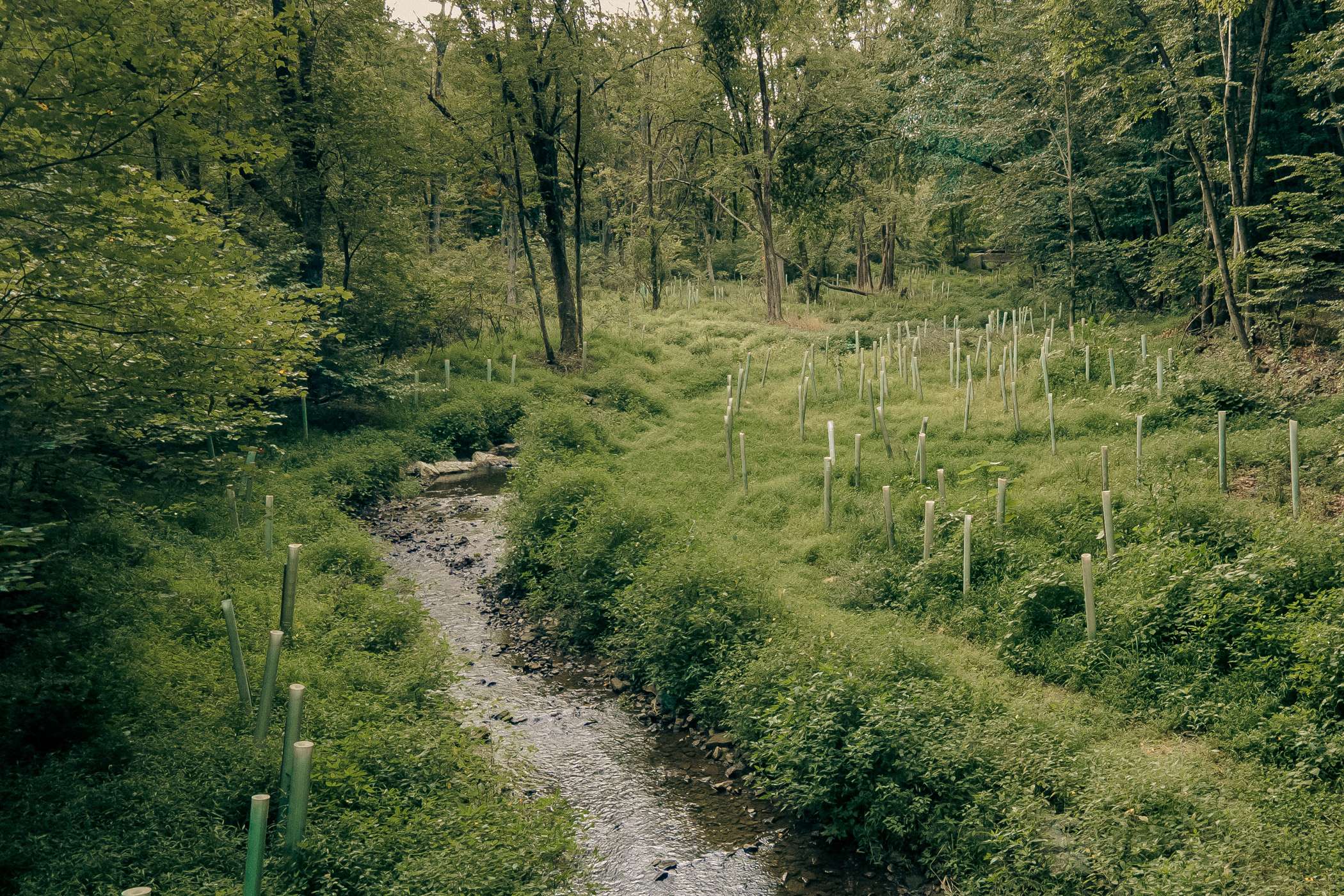 A small stream winds through a forested area with young trees protected by plastic tubes along its banks.