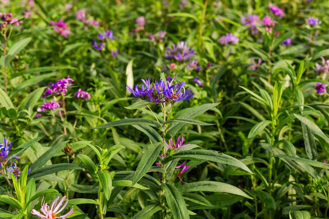 Purple wildflowers blooming in a native meadow.