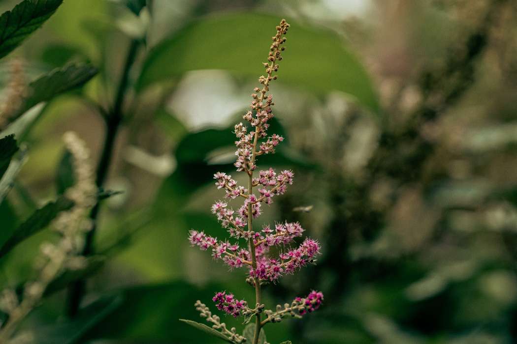 Pink flowering plant growing in a natural habitat.