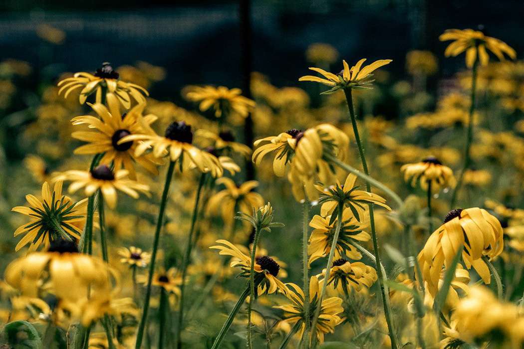 Field of yellow black-eyed Susan wildflowers in full bloom.