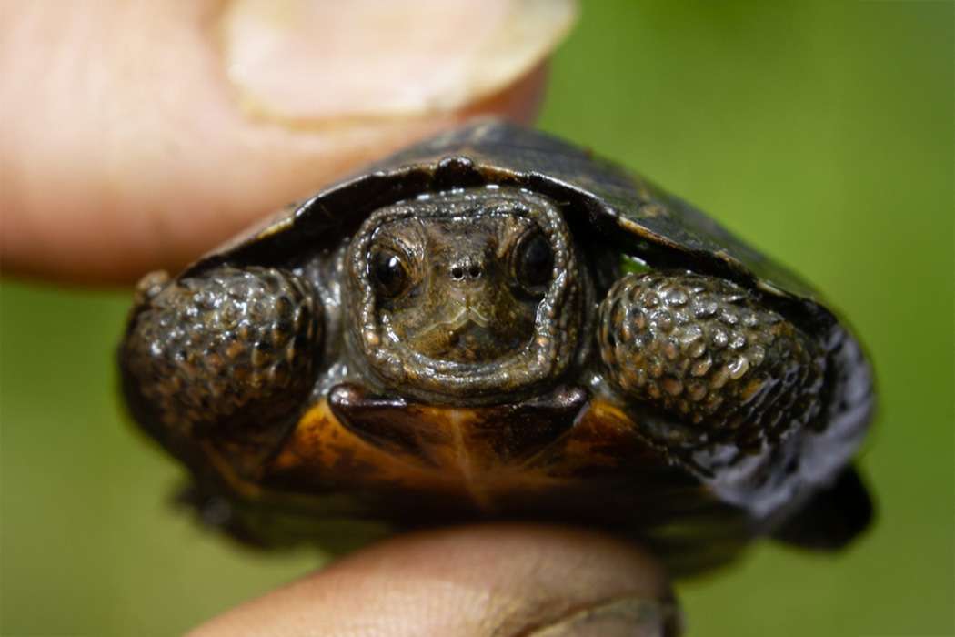 Small brown and yellow turtle pinched between a thumb and pointer finger