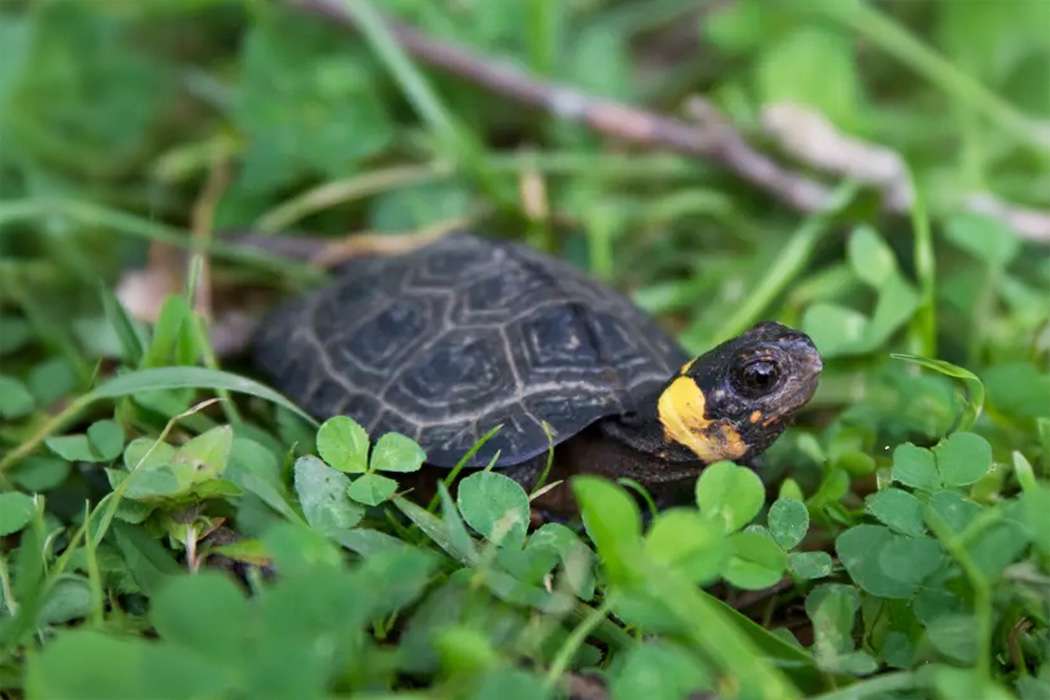 Small brown and yellow turtle crawls amongst green three leaf clovers