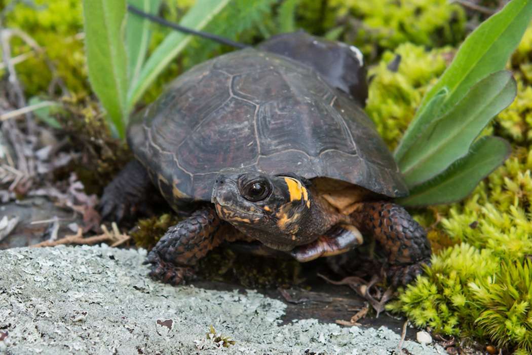 Small brown and yellow turtle crawls amongst green vegetation and rocks