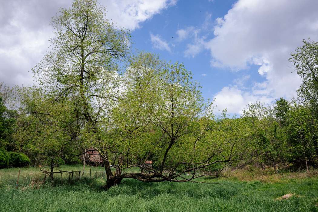 Large green tree standing in a wetland meadow under blue sky.