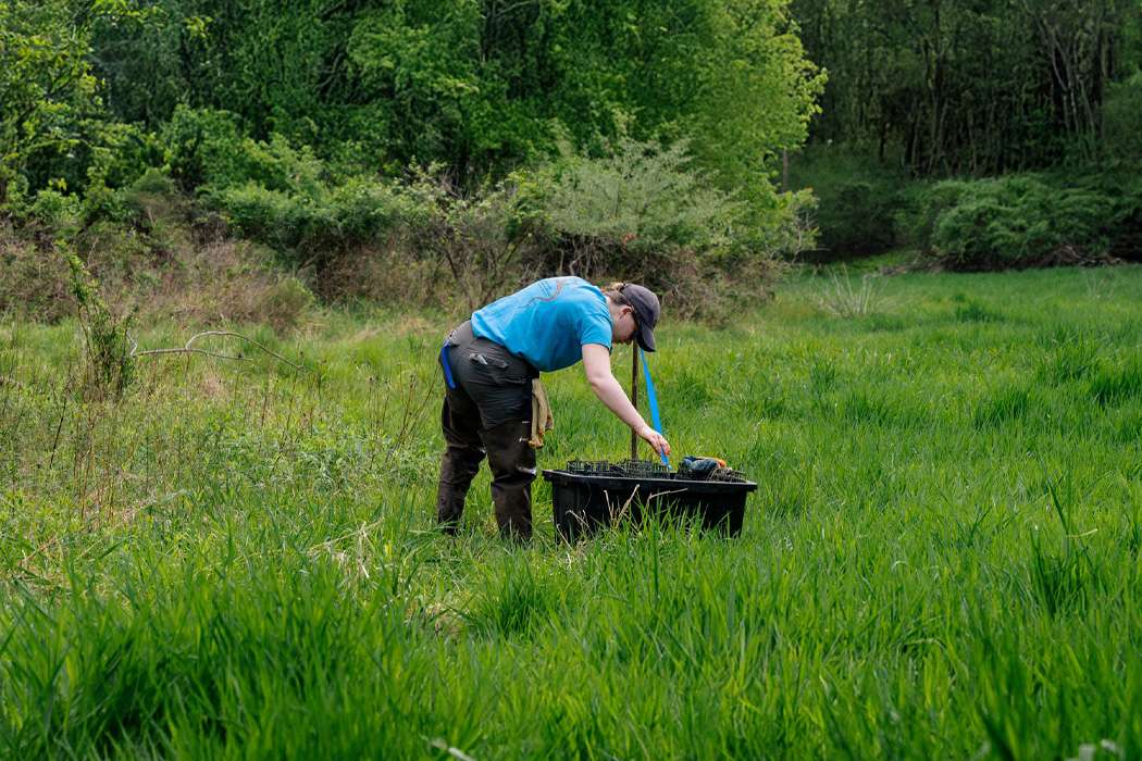 Field worker organizing equipment in a grassy wetland area.