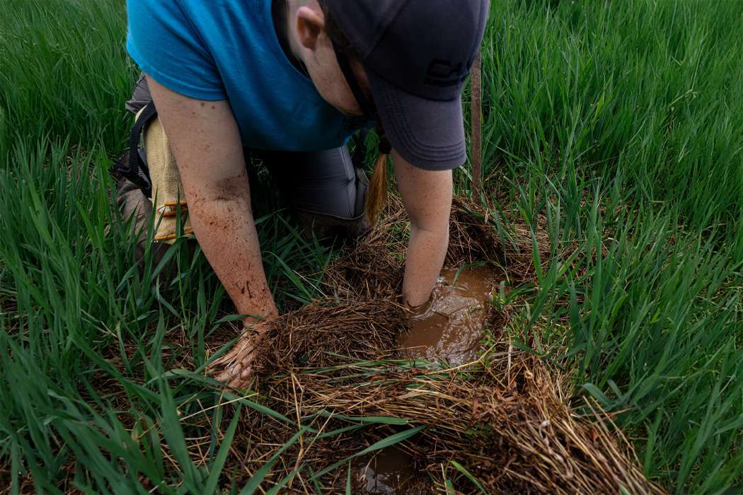 Woman digging into muddy soil surrounded by tall, green grass