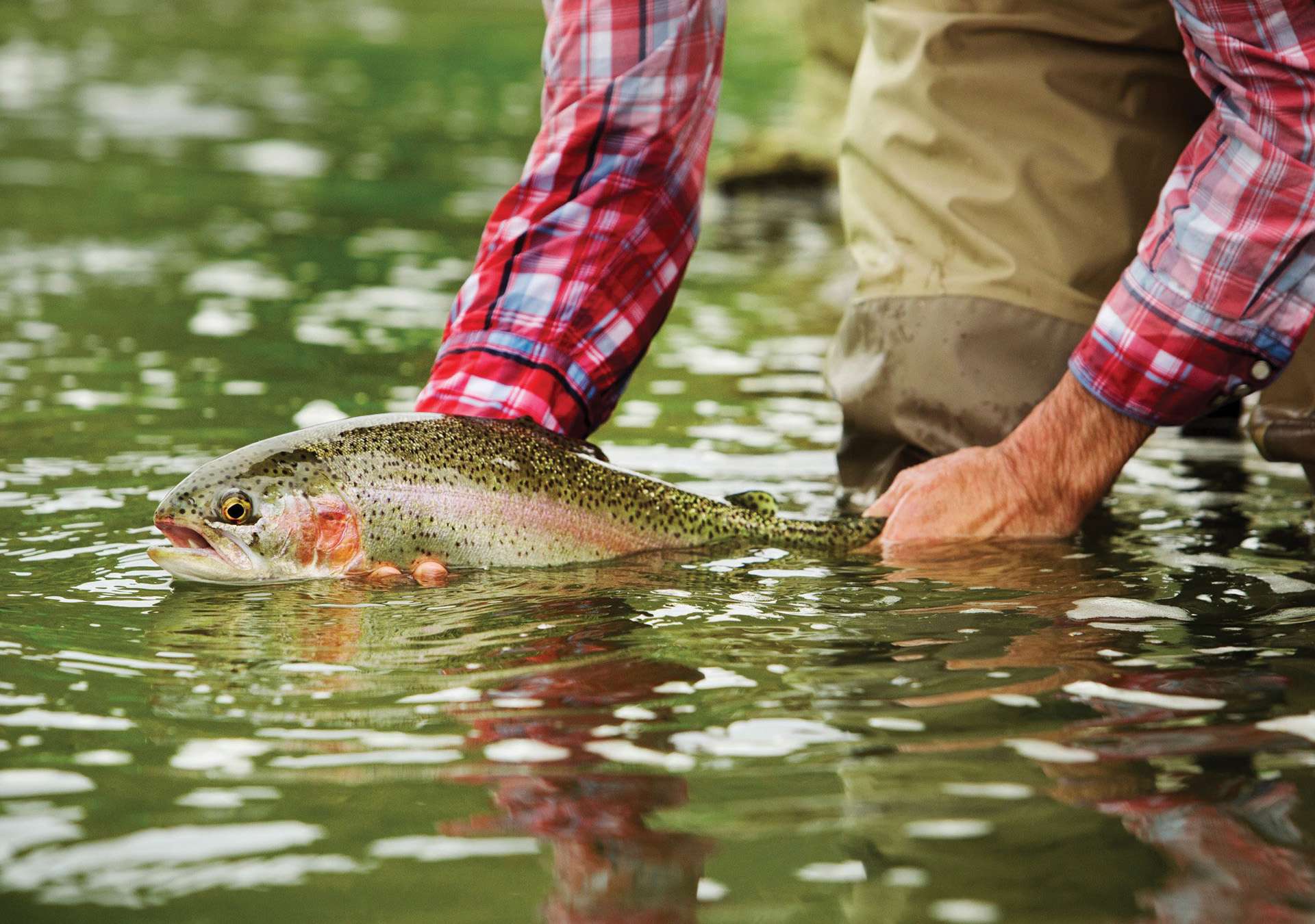 the-importance-of-trout-season-hero Man in a long-sleeved flannel shirt standing in the water holding a green and white trout.