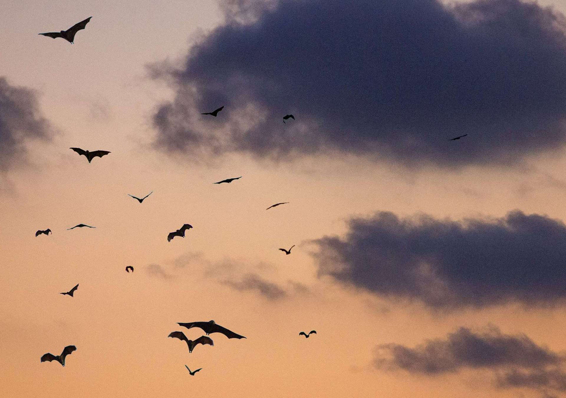 bats-flying-with-sunset-bat-blog bats-flying-with-sunset-bat-blog